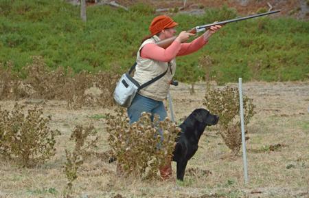 Labrador Retriever for sale by ELLSOLUT