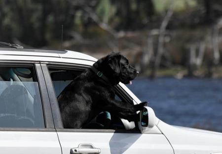 Labrador Retriever for sale by ELLSOLUT