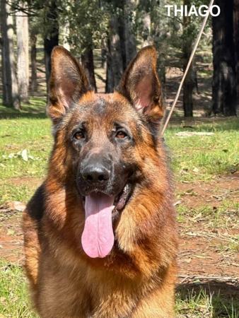 German Shepherd Dog for sale by KATELLIA