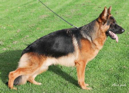 German Shepherd Dog for sale by KATELLIA
