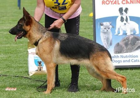 German Shepherd Dog for sale by KATELLIA