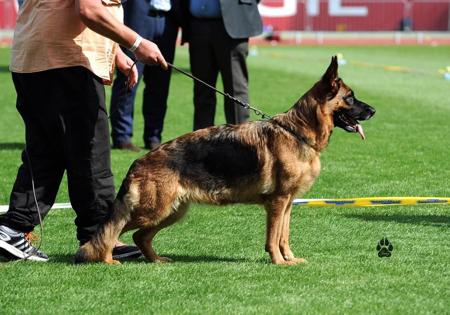 German Shepherd Dog for sale by KATELLIA