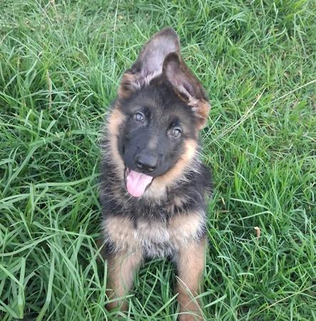 German Shepherd Dog puppy for sale by KATELLIA