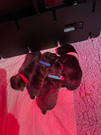 Scottish Terrier for sale by LUVASCOTT