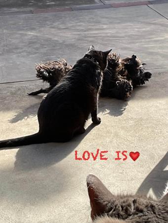 Scottish Terrier for sale by LUVASCOTT