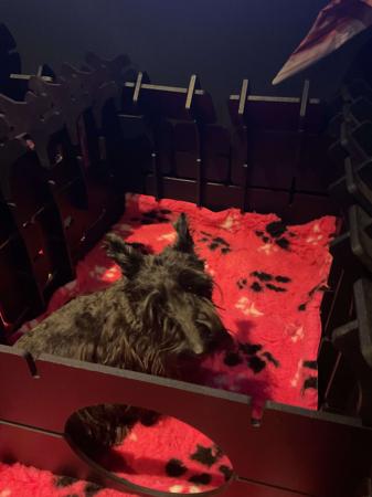 Scottish Terrier for sale by LUVASCOTT