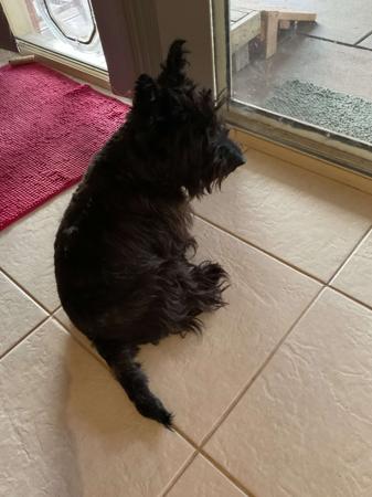 Scottish Terrier for sale by LUVASCOTT