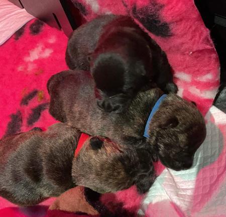 Scottish Terrier for sale by LUVASCOTT