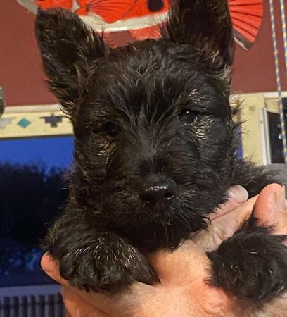 Scottish Terrier for sale by LUVASCOTT