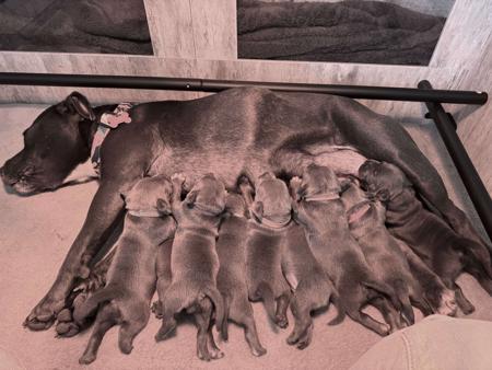 Staffordshire Bull Terrier for sale by MABLUE