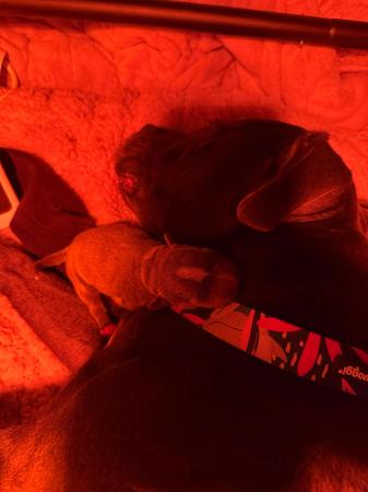 Staffordshire Bull Terrier for sale by MABLUE