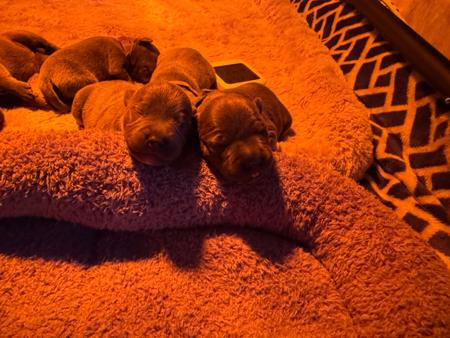 Staffordshire Bull Terrier for sale by MABLUE