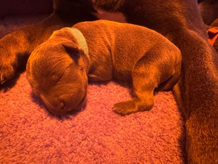 Staffordshire Bull Terrier for sale by MABLUE
