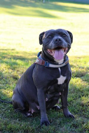 Staffordshire Bull Terrier for sale by MABLUE