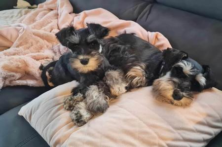 Schnauzer (Miniature) for sale by PAWSAM