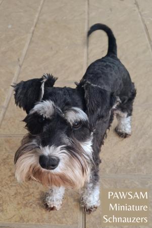 Schnauzer (Miniature) for sale by PAWSAM