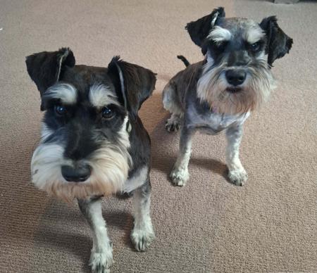 Schnauzer (Miniature) for sale by PAWSAM