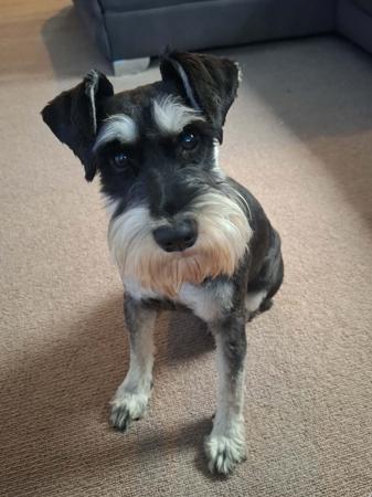 Schnauzer (Miniature) for sale by PAWSAM