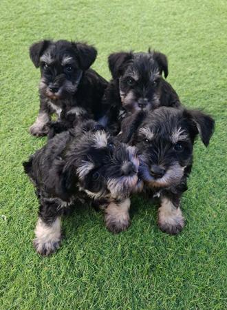 Schnauzer (Miniature) for sale by PAWSAM