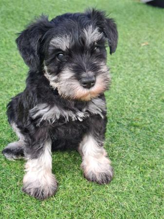 Schnauzer (Miniature) for sale by PAWSAM
