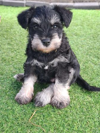 Schnauzer (Miniature) for sale by PAWSAM