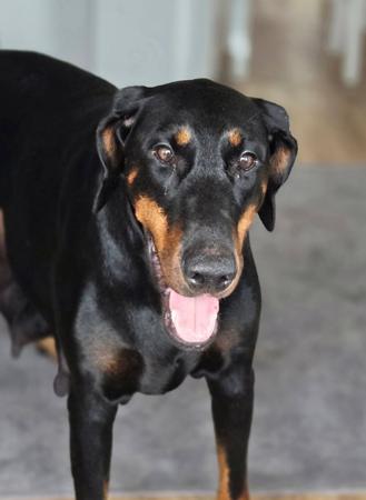 Dobermann for sale by RAPTORDOBES