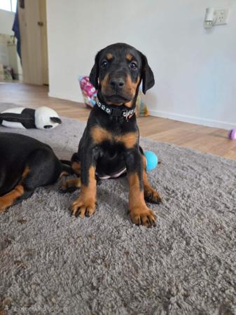 Dobermann for sale by RAPTORDOBES