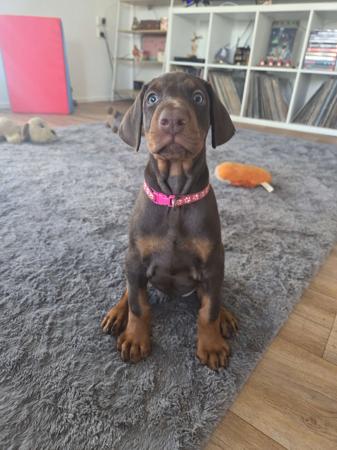 Dobermann for sale by RAPTORDOBES