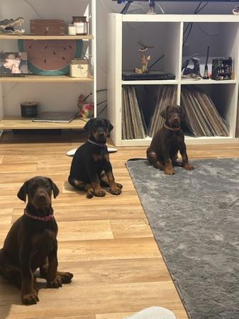 Dobermann for sale by RAPTORDOBES