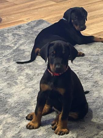 Dobermann for sale by RAPTORDOBES