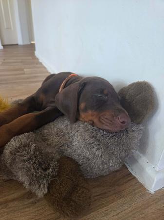 Dobermann for sale by RAPTORDOBES