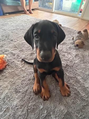 Dobermann for sale by RAPTORDOBES