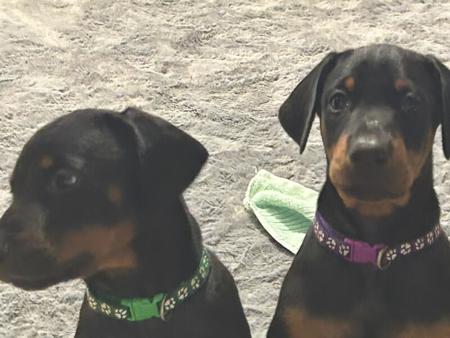 Dobermann for sale by RAPTORDOBES