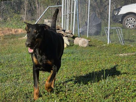Dobermann puppy for sale by RAPTORDOBES