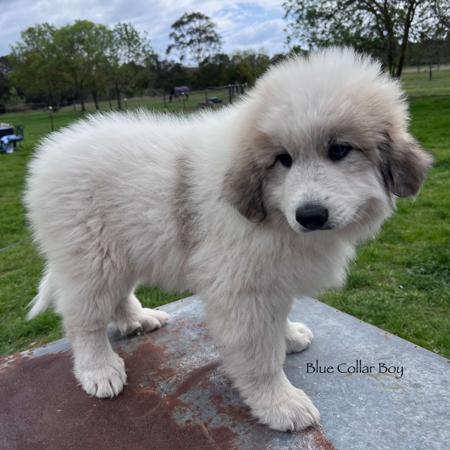 Pyrenean Mountain Dog for sale by BRIGIDNEYLAN