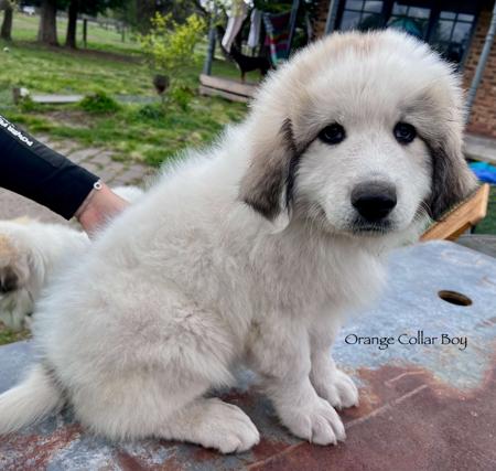 Pyrenean Mountain Dog for sale by ESTELLAPATOU