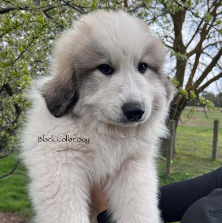 Pyrenean Mountain Dog for sale by ESTELLAPATOU