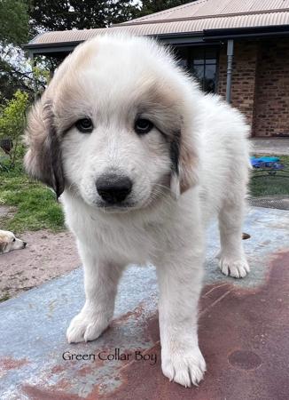 Pyrenean Mountain Dog for sale by ESTELLAPATOU