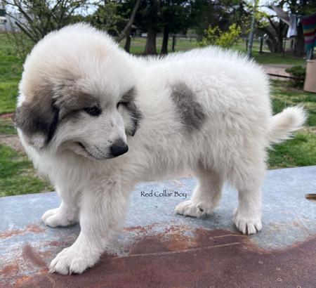 Pyrenean Mountain Dog for sale by ESTELLAPATOU