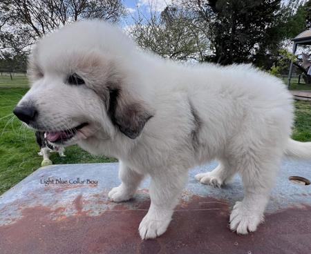 Pyrenean Mountain Dog for sale by ESTELLAPATOU