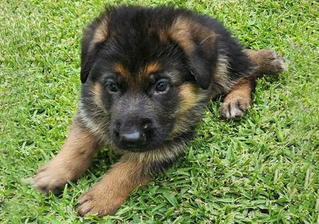 German Shepherd Dog for sale by CHELLOWDEEN