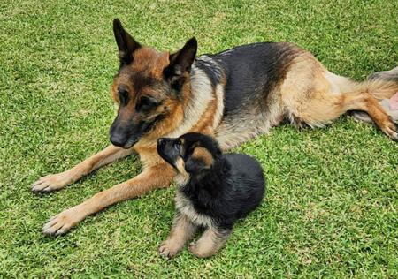 German Shepherd Dog for sale by CHELLOWDEENGEEVEE