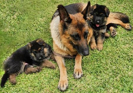 German Shepherd Dog for sale by CHELLOWDEEN