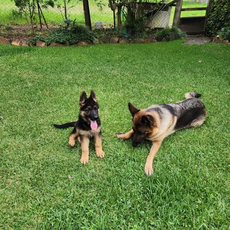 German Shepherd Dog puppy for sale by CHELLOWDEENGEEVEE