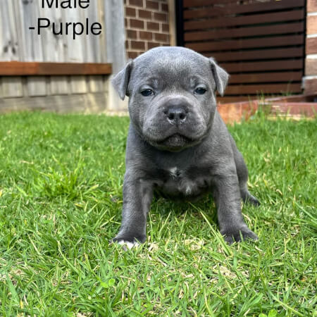 Staffordshire Bull Terrier for sale by FIREBLUE