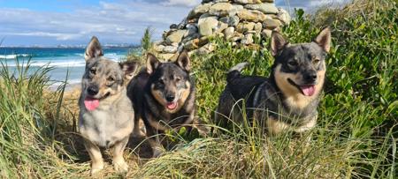 Swedish Vallhund for sale by AKKA
