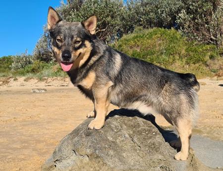 Swedish Vallhund for sale by AKKA