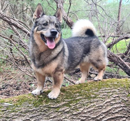 Swedish Vallhund for sale by AKKA