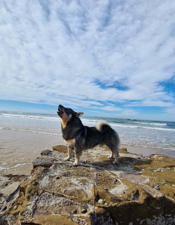 Swedish Vallhund for sale by AKKA