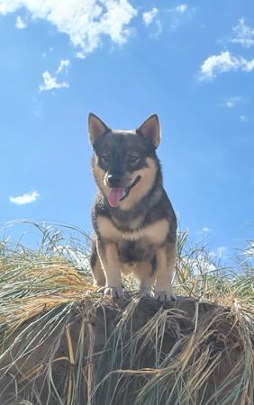 Swedish Vallhund for sale by AKKA